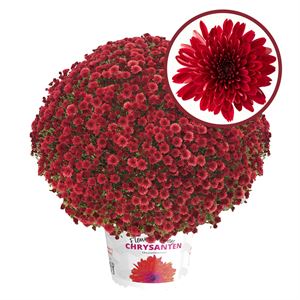 Afbeelding van Bolchrysant  P19 geen kleur Red